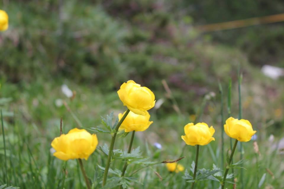 ATIS-manipolatori-gita-Vajolet-2013-9.